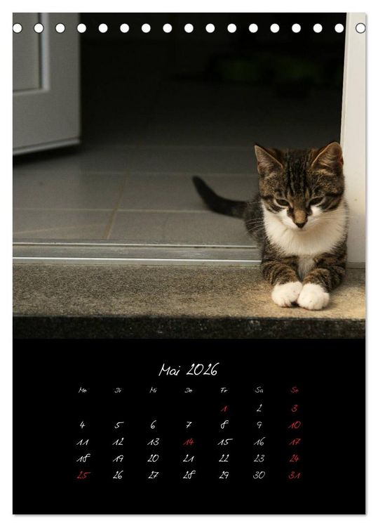 Produktbild: Katzenalltag 2026 (Tischkalender 2026 DIN A5 hoch), CALVENDO Monatskalender