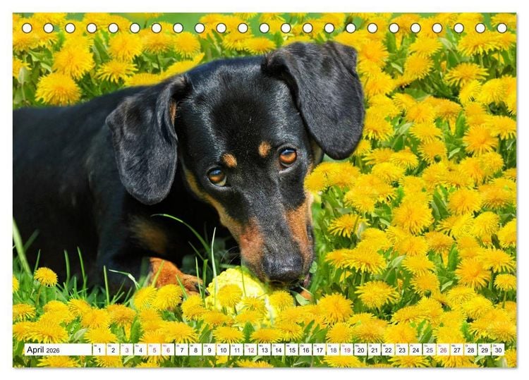 Produktbild: Dackeltr&auml;umereien - Kleine Helden auf 4 Pfoten (Tischkalender 2026 DIN A5 quer), CALVENDO Monatskalender