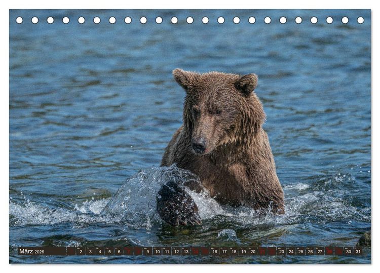 Produktbild: Grizzlyb&auml;ren im Katmai Nationalpark Alaska (Tischkalender 2026 DIN A5 quer), CALVENDO Monatskalender