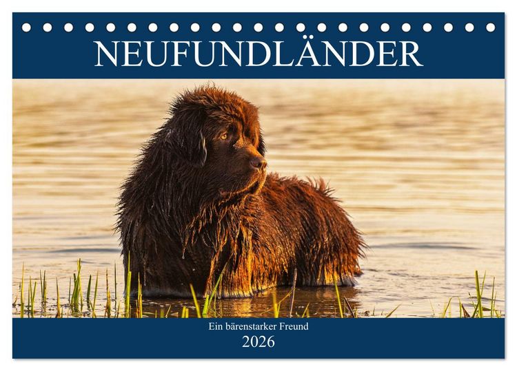 Produktbild: Neufundl&auml;nder - Ein b&auml;renstarker Freund (Tischkalender 2026 DIN A5 quer), CALVENDO Monatskalender