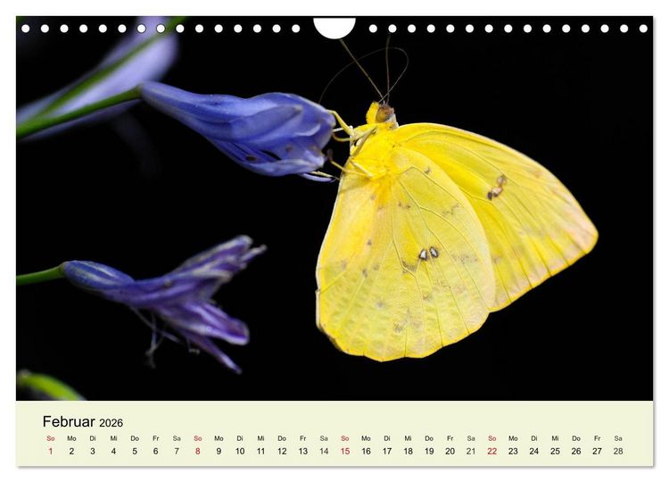 Produktbild: Insekten. Faszinierend und wichtig (Wandkalender 2026 DIN A4 quer), CALVENDO Monatskalender