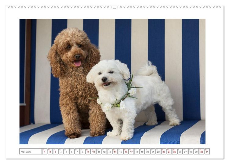 Produktbild: Maltipoo - Malteser -Pudel (Wandkalender 2026 DIN A2 quer), CALVENDO Monatskalender