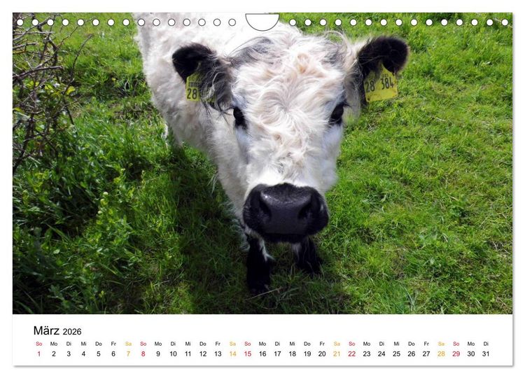Produktbild: Helgoland Kalender (Wandkalender 2026 DIN A4 quer), CALVENDO Monatskalender