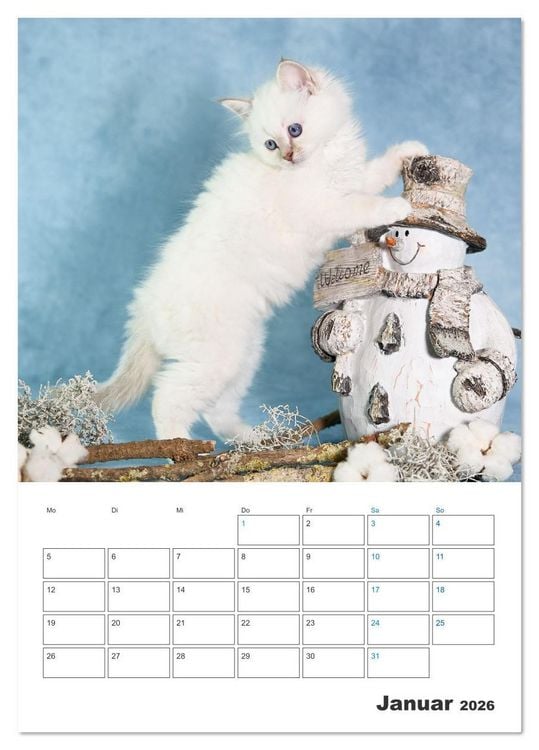 Produktbild: Heilige Birma Kitten Kalender mit Planer (Tischkalender 2026 DIN A5 hoch), CALVENDO Monatskalender
