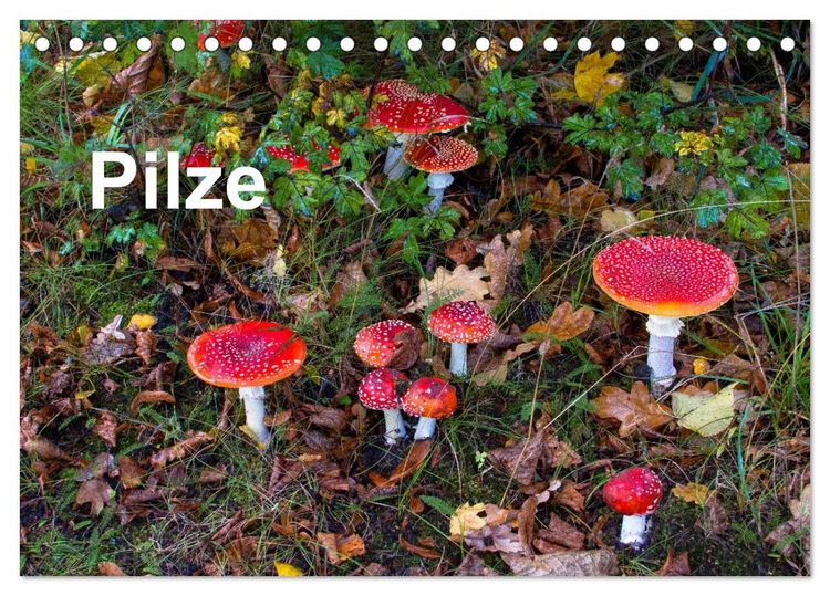 Produktbild: Pilze (Tischkalender 2026 DIN A5 quer), CALVENDO Monatskalender