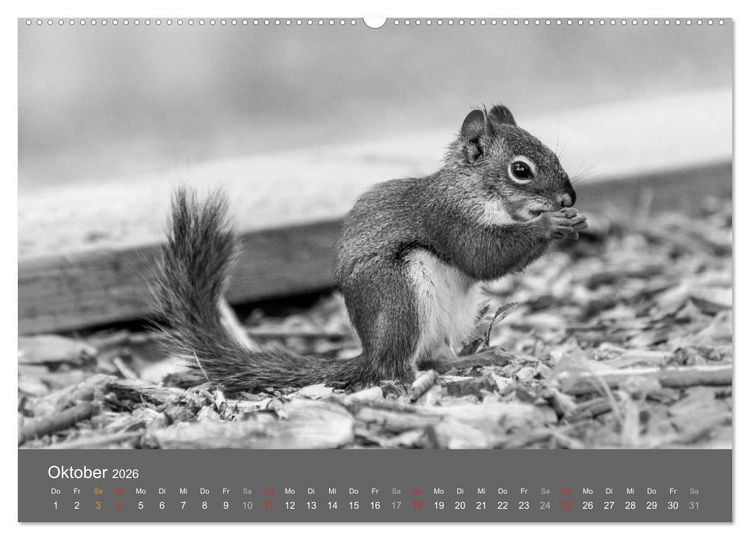 Produktbild: Tierische Augenblicke in Schwarz-Wei&szlig; (hochwertiger Premium Wandkalender 2026 DIN A2 quer), Kunstdruck in Hochglanz