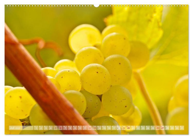 Produktbild: Wein- und Rebsorten aus Rheinland-Pfalz (hochwertiger Premium Wandkalender 2025 DIN A2 quer), Kunstdruck in Hochglanz