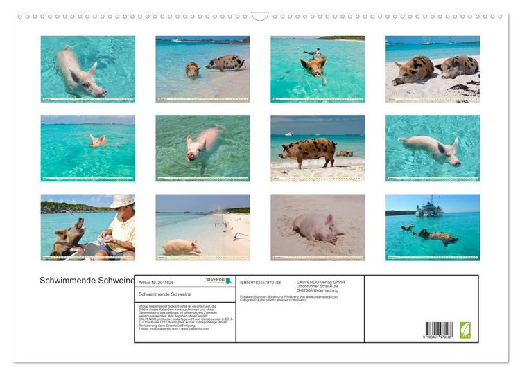 Produktbild: Schwimmende Schweine (Wandkalender 2026 DIN A2 quer), CALVENDO Monatskalender