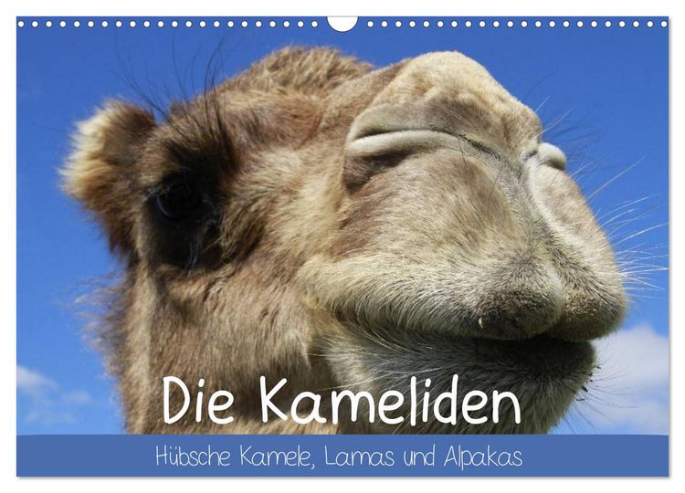 Produktbild: Die Kameliden. H&uuml;bsche Kamele, Lamas und Alpakas (Wandkalender 2026 DIN A3 quer), CALVENDO Monatskalender