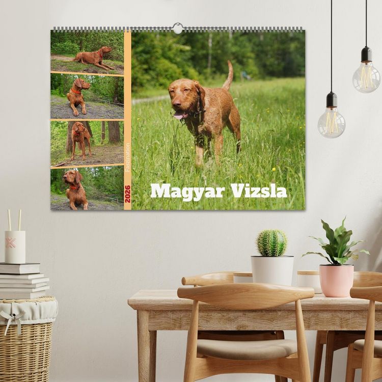 Produktbild: Faszination Magyar Vizsla (Wandkalender 2026 DIN A2 quer), CALVENDO Monatskalender