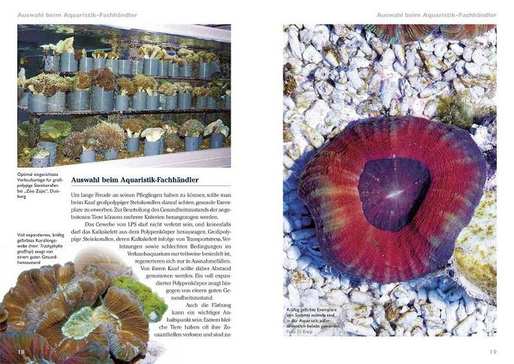Produktbild: Grosspolypige Steinkorallen im Meerwasseraquarium