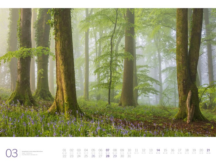 Produktbild: Wald Gallery Kalender 2027