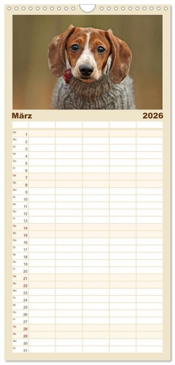 Produktbild: Familienplaner 2026 - Die Dackel daggeln.... mit 5 Spalten (Wandkalender, 21 x 45 cm) CALVENDO