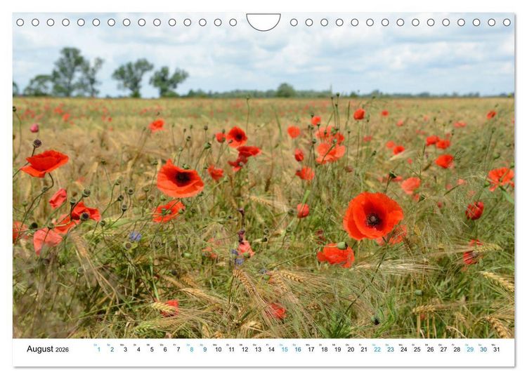 Produktbild: Die Havel entlang - Brandenburg, Rathenow, Havelberg (Wandkalender 2026 DIN A4 quer), CALVENDO Monatskalender