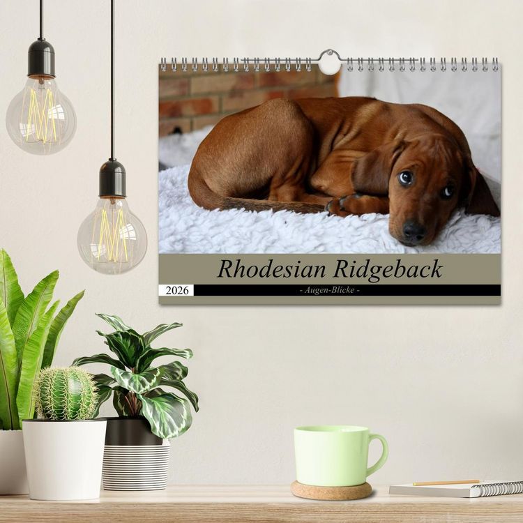 Produktbild: Rhodesian Ridgeback Augen-Blicke (Wandkalender 2026 DIN A4 quer), CALVENDO Monatskalender