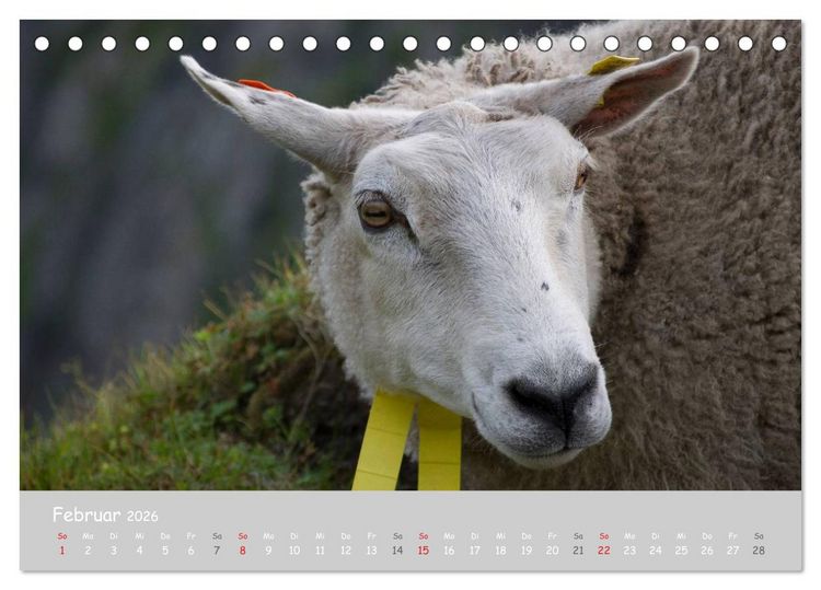Produktbild: Ganz sch&ouml;n Schaf (Tischkalender 2026 DIN A5 quer), CALVENDO Monatskalender