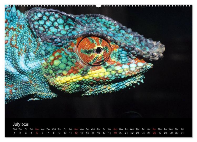 Produktbild: Chameleons Monsters of the African Bush (High Quality Premium Wall Calendar 2026 DIN A2 landscape),CALVENDO 12 Month Wall Calendar