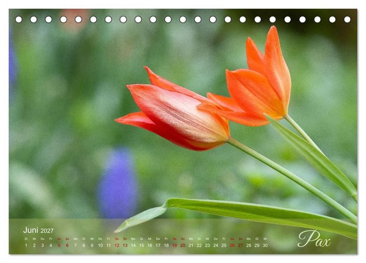 Produktbild: Tulipa et Verba &ndash; Tulpenbl&uuml;ten und stille W&ouml;rter (Tischkalender 2027 DIN A5 quer), CALVENDO Monatskalender