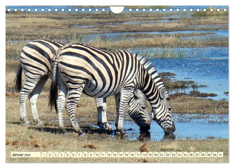 Produktbild: Wildes Leben in Botswana (Wandkalender 2026 DIN A4 quer), CALVENDO Monatskalender
