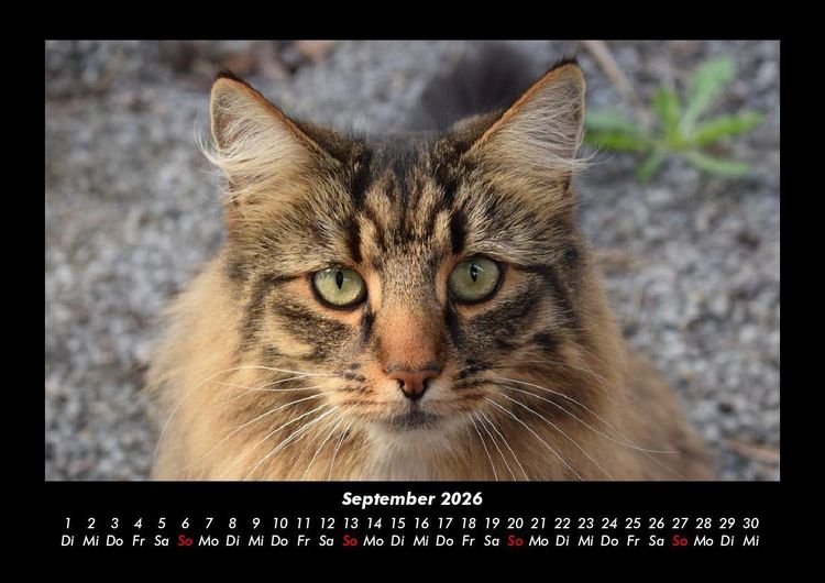 Produktbild: Welt der Tiere 2026 Fotokalender DIN A3