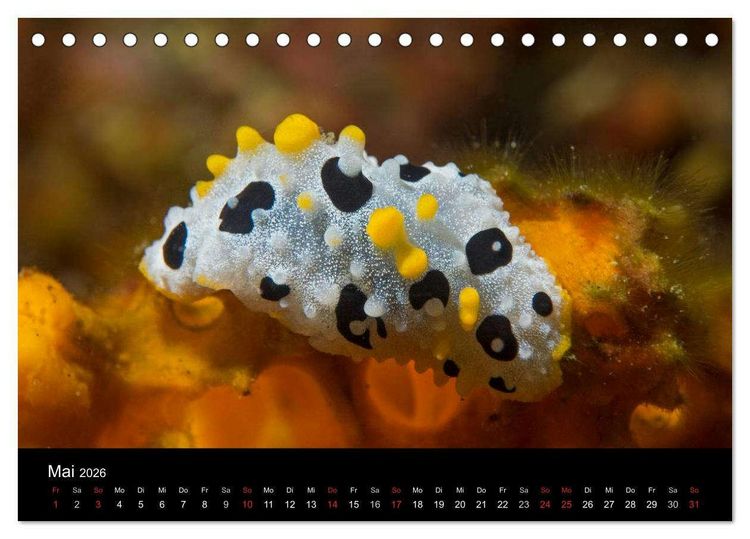 Produktbild: Unterwasserwelt Nacktschnecken (Tischkalender 2026 DIN A5 quer), CALVENDO Monatskalender