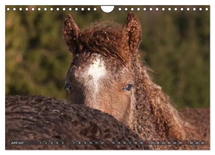 Produktbild: Fohlen - Lustige Pferdekinder (Wandkalender 2027 DIN A4 quer), CALVENDO Monatskalender
