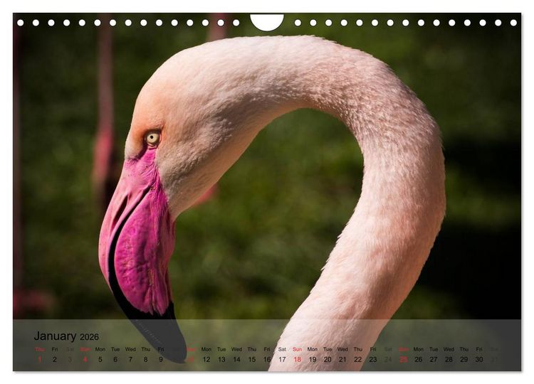 Produktbild: Flamingos Think pink (Wall Calendar 2026 DIN A4 landscape), CALVENDO 12 Month Wall Calendar