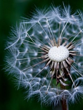 Produktbild: Pusteblume (Puzzle)