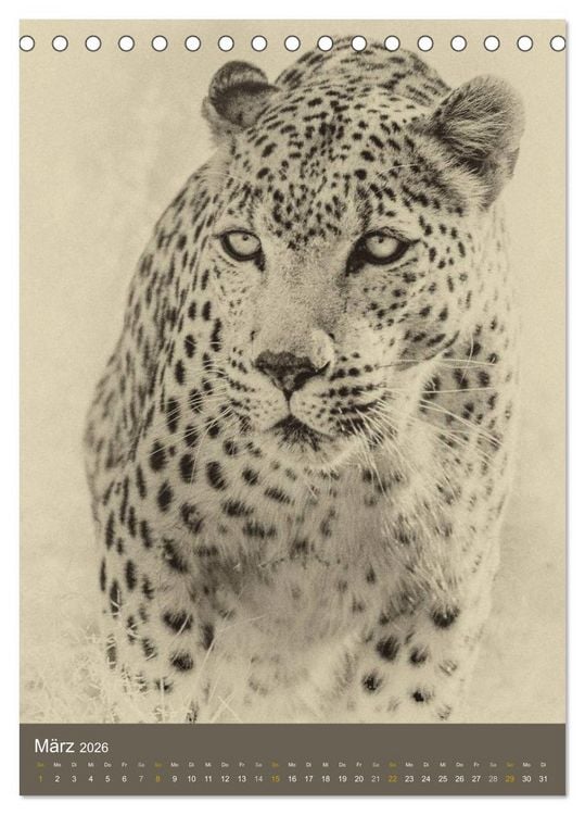 Produktbild: Afrikas Tierwelt - Sepia-Art (Tischkalender 2026 DIN A5 hoch), CALVENDO Monatskalender
