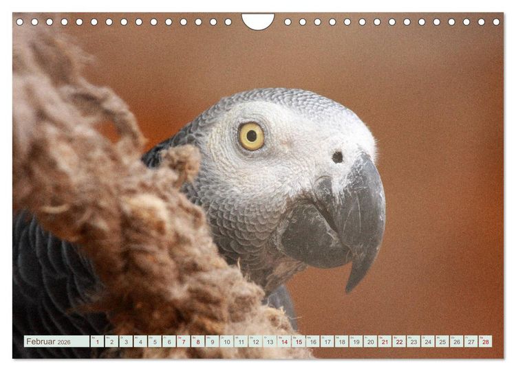 Produktbild: Krumm Schn&auml;bel - Papageien, Sittiche und andere Krumm Schn&auml;bel (Wandkalender 2026 DIN A4 quer), CALVENDO Monatskalender