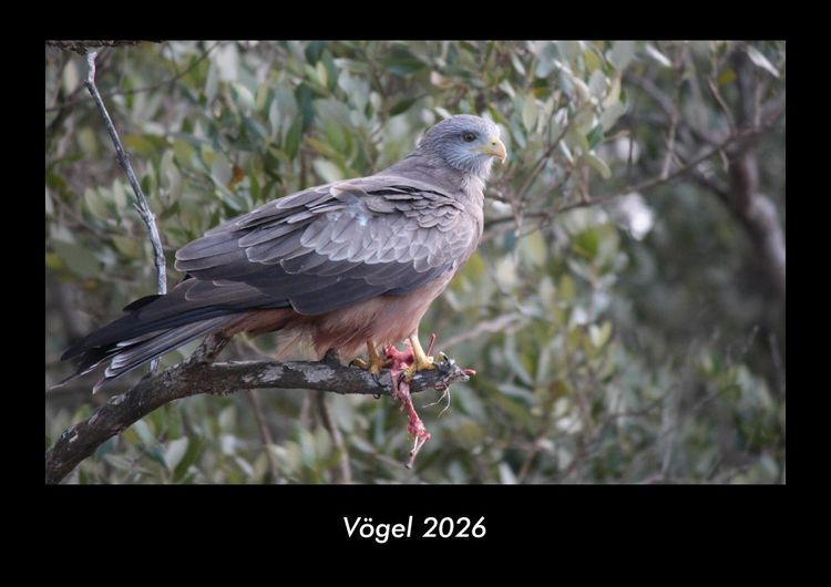 Produktbild: V&ouml;gel 2026 Fotokalender DIN A3