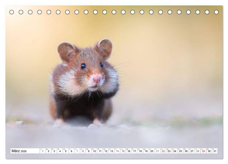 Produktbild: Herzige Feldhamster - farbenfrohe Nagetiere im st&auml;dtischen Lebensraum (Tischkalender 2026 DIN A5 quer), CALVENDO Monatskalender