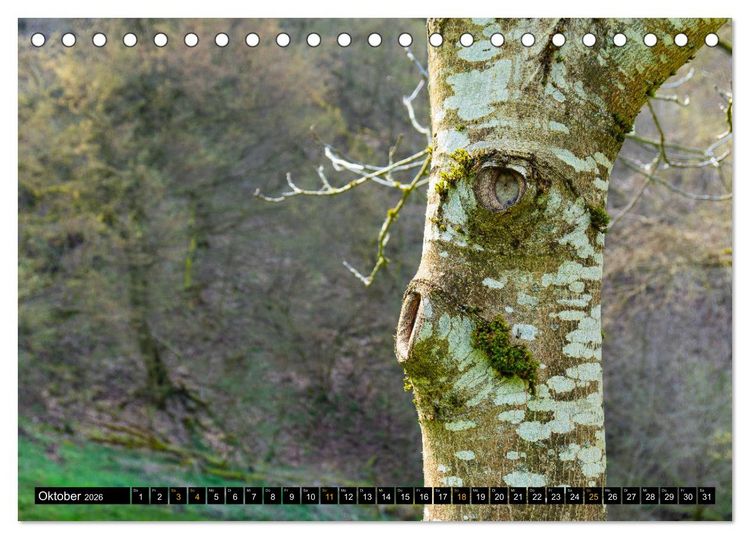 Produktbild: Magische Waldwesen (Tischkalender 2026 DIN A5 quer), CALVENDO Monatskalender