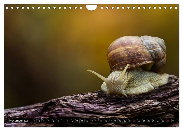 Produktbild: Salamander und Co. (Wandkalender 2026 DIN A4 quer), CALVENDO Monatskalender