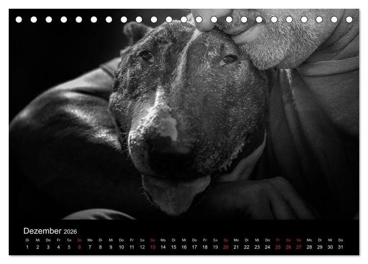 Produktbild: Bullterrier (Tischkalender 2026 DIN A5 quer), CALVENDO Monatskalender