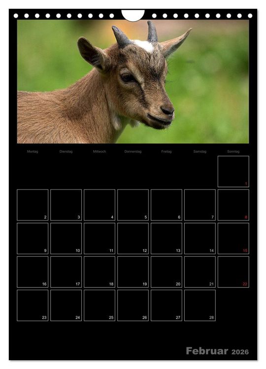 Produktbild: Zwergziegen (Wandkalender 2026 DIN A4 hoch), CALVENDO Monatskalender