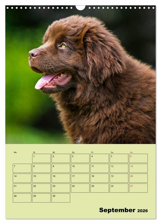 Produktbild: B&auml;rige Freunde - Familienplaner Brauner Neufundl&auml;nder (Wandkalender 2026 DIN A3 hoch), CALVENDO Monatskalender