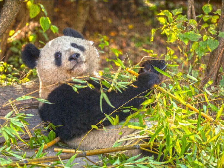 Produktbild: CALVENDO Puzzle Ein Motiv aus dem Kalender Der Gro&szlig;e Panda Ein kuscheliger Geselle | 1000 Teile Lege-Gr&ouml;&szlig;e 64x48cm Foto-Puzzle f&uuml;r gl&uuml;ckliche Stunden
