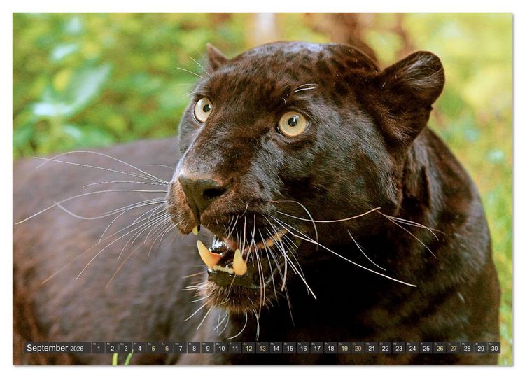 Produktbild: Raubkatzen: Geschmeidige J&auml;ger (hochwertiger Premium Wandkalender 2026 DIN A2 quer), Kunstdruck in Hochglanz
