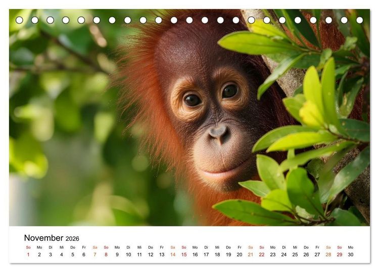 Produktbild: Orang Utans - Leben in den Baumkronen (Tischkalender 2026 DIN A5 quer), CALVENDO Monatskalender