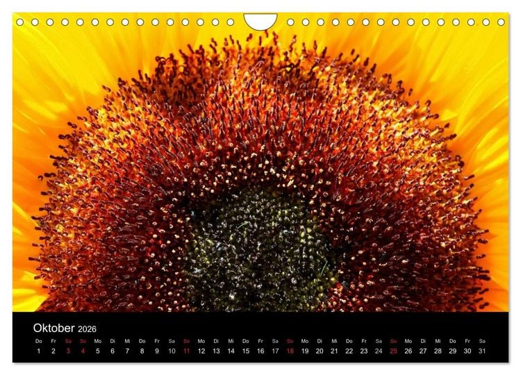Produktbild: Sonnenblumen (Wandkalender 2026 DIN A4 quer), CALVENDO Monatskalender