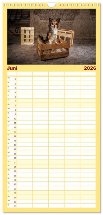 Produktbild: Familienplaner 2026 - Chihuahuas - Cool and Cute mit 5 Spalten (Wandkalender, 21 x 45 cm) CALVENDO