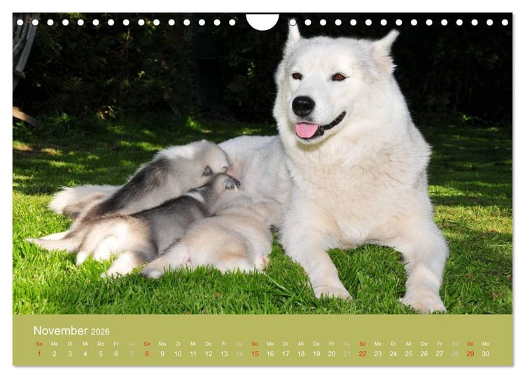 Produktbild: Husky Welpen (Wandkalender 2026 DIN A4 quer), CALVENDO Monatskalender