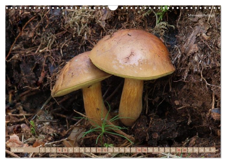 Produktbild: Pilze finden - das ganze Jahr! (Wandkalender 2026 DIN A3 quer), CALVENDO Monatskalender