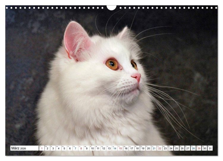 Produktbild: Die Perserkatze - Farbschlag Wei&szlig; (Wandkalender 2026 DIN A3 quer), CALVENDO Monatskalender
