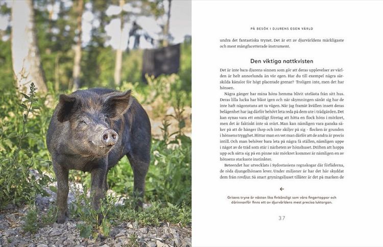 Produktbild: Wie Tiere f&uuml;hlen