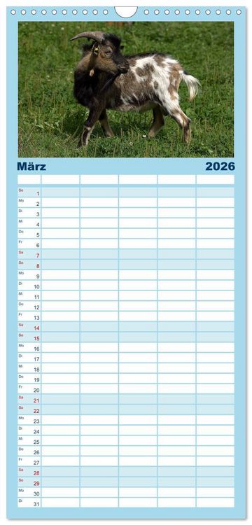 Produktbild: Familienplaner 2026 - Zwergziegen mit 5 Spalten (Wandkalender, 21 x 45 cm) CALVENDO