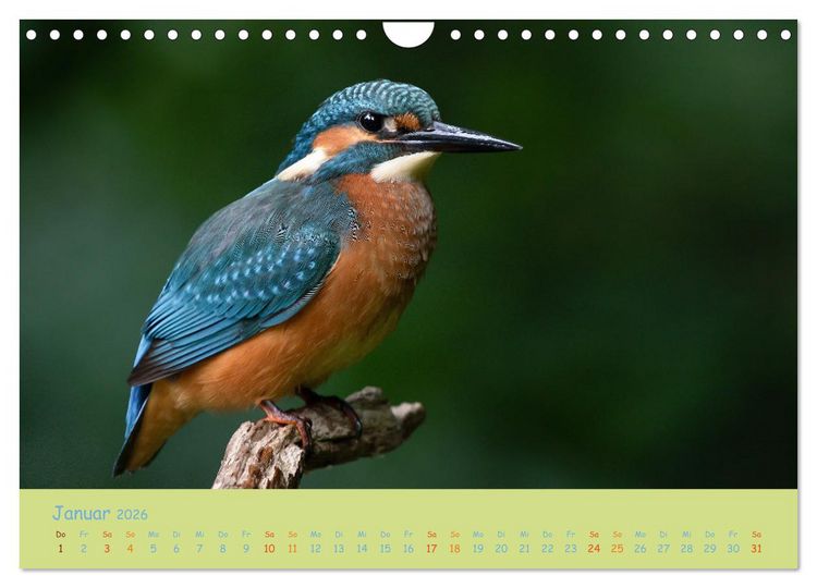Produktbild: Eisv&ouml;gel, faszinierende kleine Flieger. (Wandkalender 2026 DIN A4 quer), CALVENDO Monatskalender