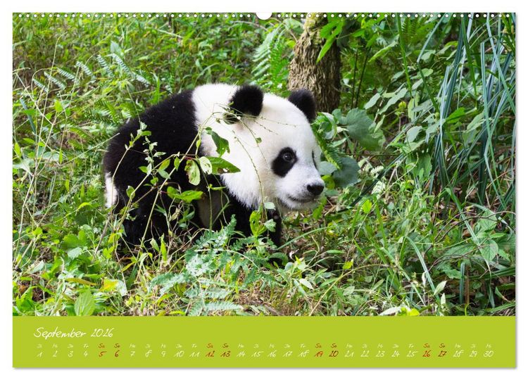 Produktbild: Der Gro&szlig;e Panda Ein kuscheliger Geselle (hochwertiger Premium Wandkalender 2026 DIN A2 quer), Kunstdruck in Hochglanz