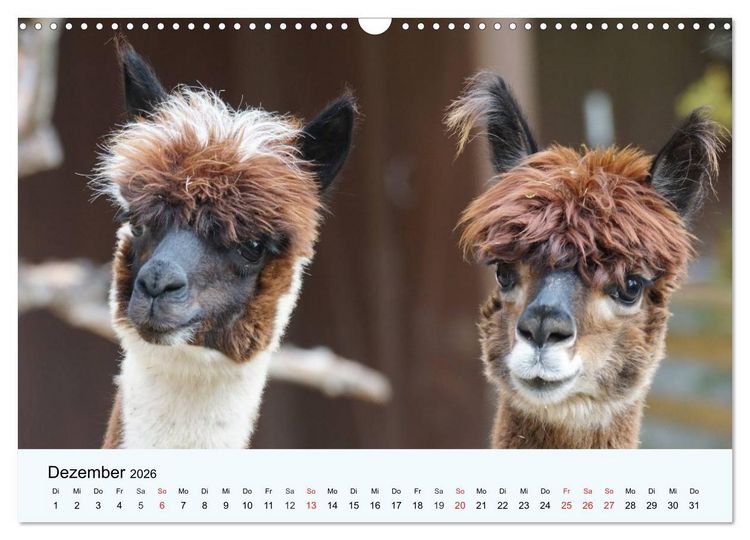 Produktbild: Die Kameliden. H&uuml;bsche Kamele, Lamas und Alpakas (Wandkalender 2026 DIN A3 quer), CALVENDO Monatskalender